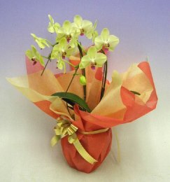 ミディ胡蝶蘭2本立
 イエロー 